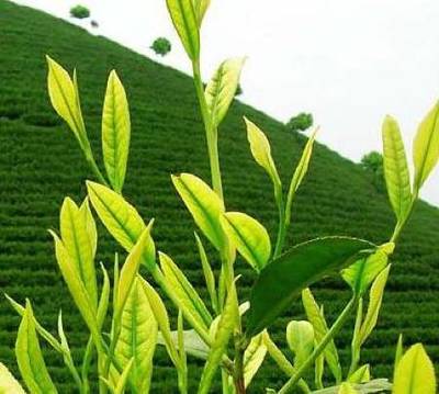 枞阳人的那些茶事 一叶一世界，一茶一文化