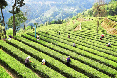 明前茶 春之始，茶之珍