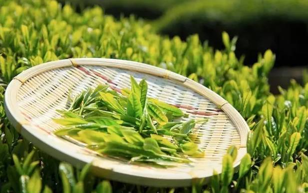 谷雨闲饮，一叶知春深