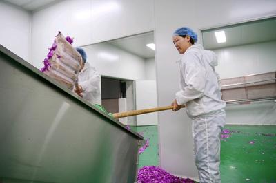 祁连山下是我家 山丹县老军乡，茶香绘就振兴画卷