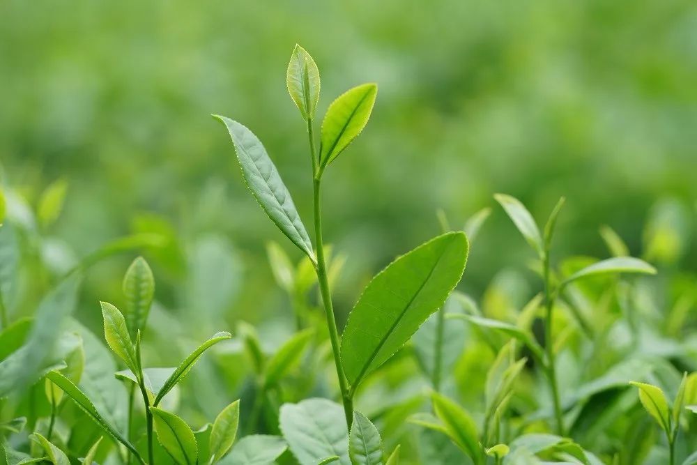 百户匠心，一盏清甘 蒙顶山农与世界的一杯茶约