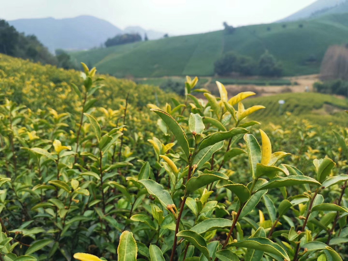 黄金芽 茶叶界的一朵“奇葩”