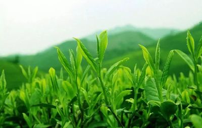 闽南泡茶之道 如何用茶叶泡出“最讲究”的一杯茶