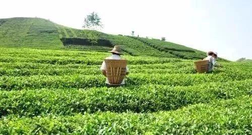 免费模式 从卖茶叶到卖茶树再到卖茶园