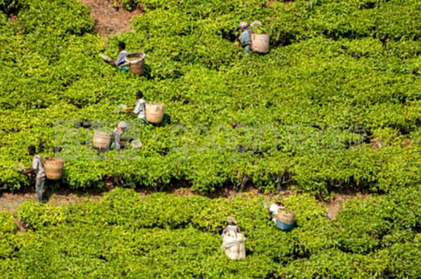 茶叶收获 技艺与时节的艺术