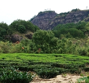 寻慢武夷茶——寻茶山，问茶路，亲制茶