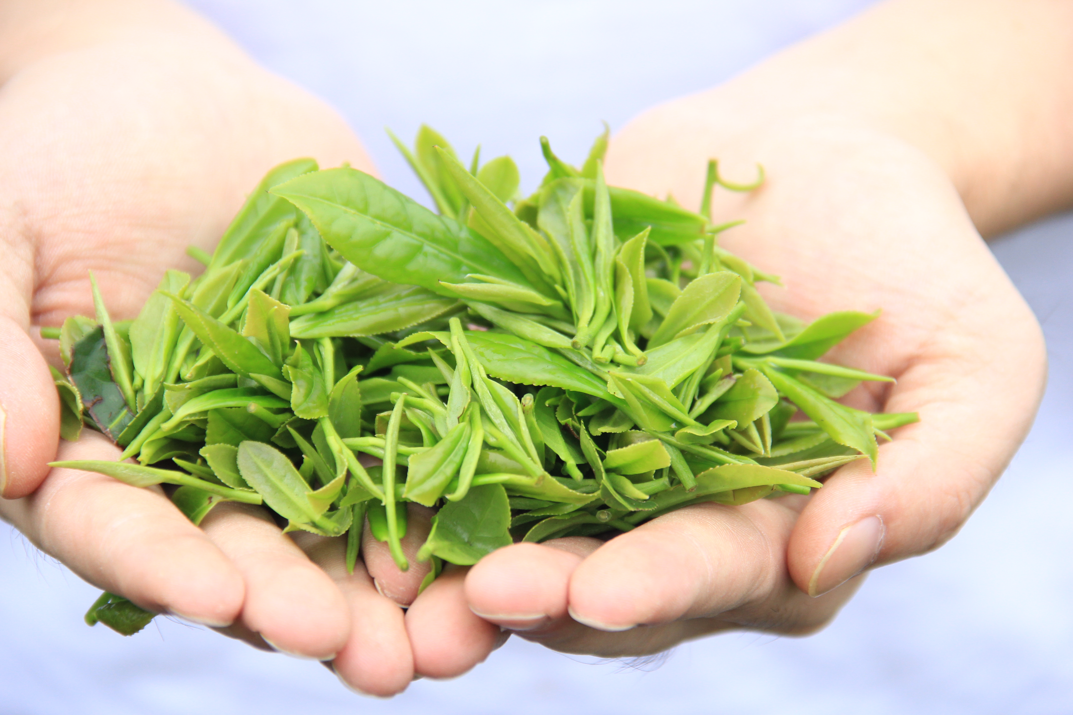 白茶 茶中无印良品